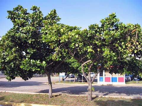 Cuban Trees